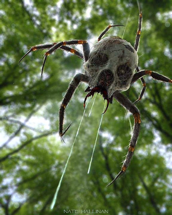 skull-spider