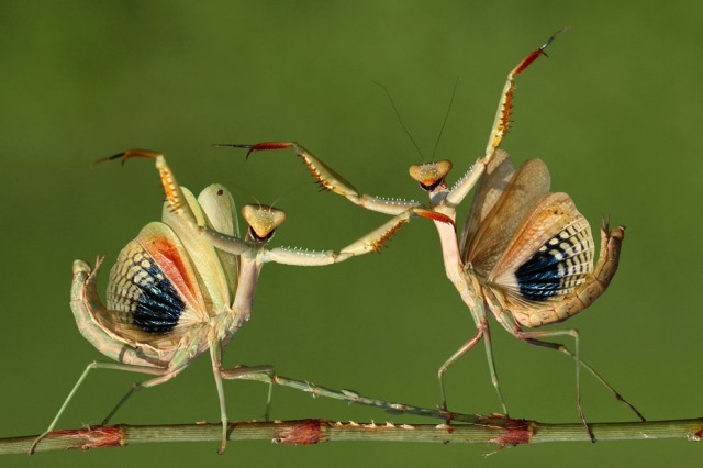 mantis-dance