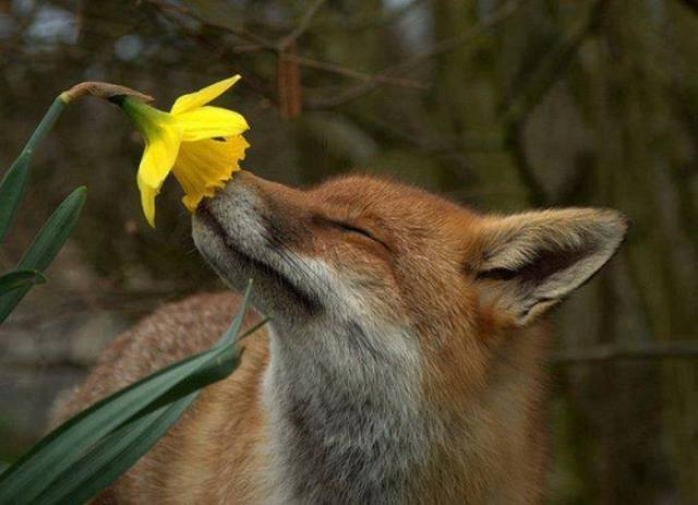 flower-fox