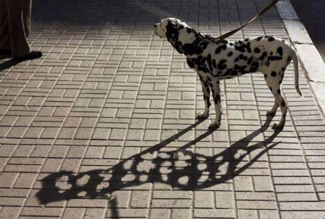 dalmatian-shadow